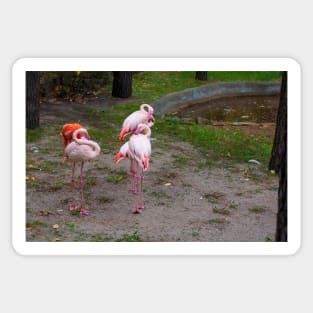 Pink and red flamingo Sticker